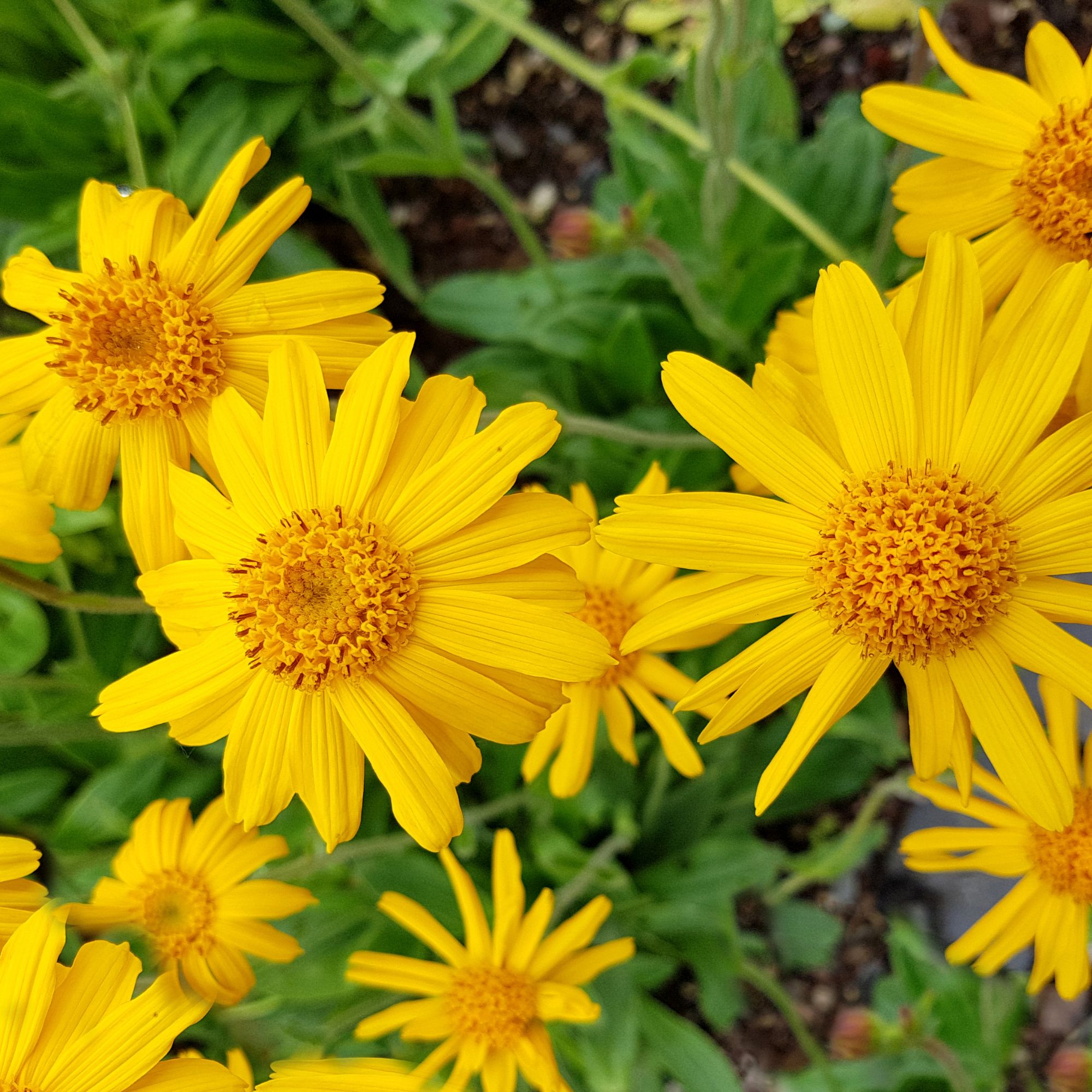 Arnica